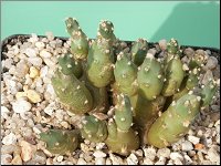 1201 Cumulopuntia subinermis (pentlandii) !! M0189 M0189PICT3310